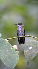 Female green-crowned brilliant (Heliodoxa jacula) perched on a branch in Mindo, Ecuador