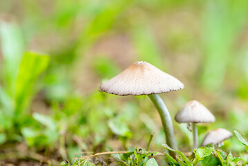 Mushrooms, beautiful colony of mushrooms in any garden in Brazil, natural light. Selective focus.