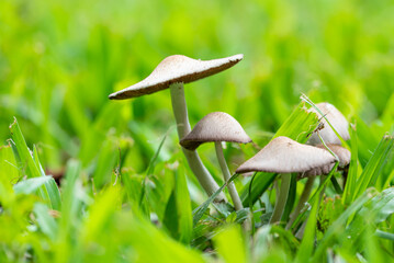 Mushrooms, beautiful colony of mushrooms in any garden in Brazil, natural light. Selective focus.