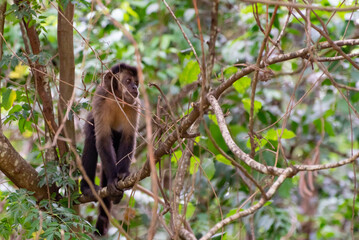 Monkey, capuchin monkey in a woods in Brazil among trees in natural light, selective focus.