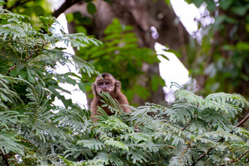 Monkey, capuchin monkey in a woods in Brazil among trees in natural light, selective focus.