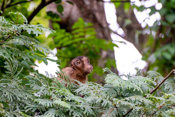 Monkey, capuchin monkey in a woods in Brazil among trees in natural light, selective focus.