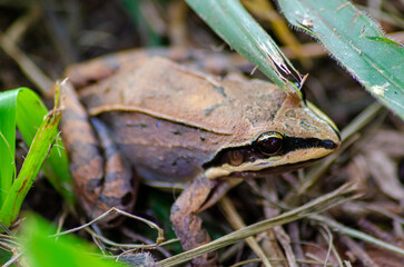 Fototapeta premium Leaf frog, beautiful leaf frog in its natural habitat, natural light, selective focus.