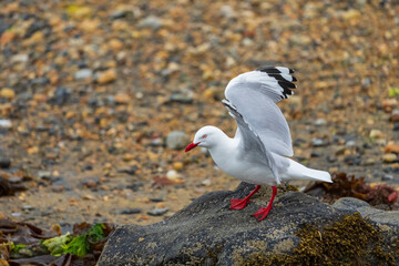 The Red-billed-gull (Chroicocephalus novaehollandiae scopulinus)