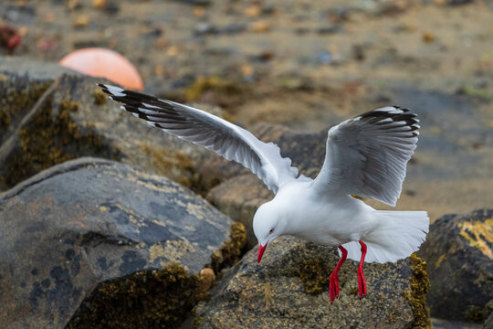 The Red-billed-gull (Chroicocephalus novaehollandiae scopulinus)