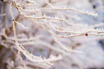 Tree branches in winter. Covered with frost and snow. Beauty is in nature. The forest in December. Background or texture.