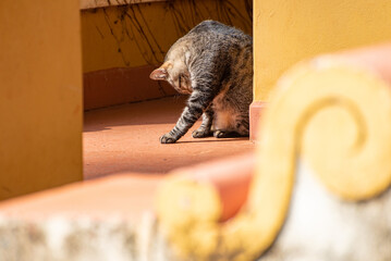Cat, beautiful striped cat bathing in the morning sun, natural light, selective focus.