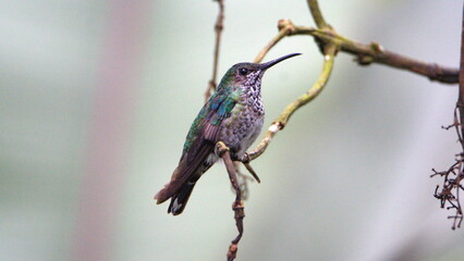 Female green-crowned brilliant (Heliodoxa jacula) perched on a branch in Mindo, Ecuador