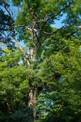 Obraz premium Trees, beautiful leafy trees in Brazil, natural light, selective focus.