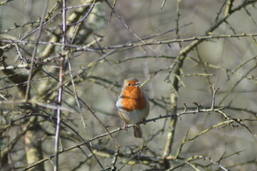 British Robin