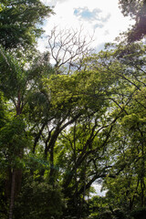 Fototapeta na wymiar Trees, beautiful leafy trees in Brazil, natural light, selective focus.