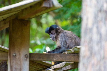 Monkey, capuchin monkey in a rural area in Brazil feeding on fruits, natural light, selective focus.