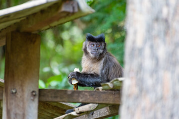 Monkey, capuchin monkey in a rural area in Brazil feeding on fruits, natural light, selective focus.