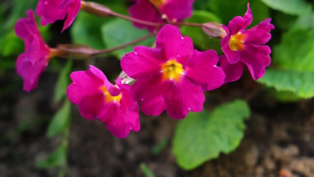 Easter concept. Primrose Primula with pink flowers in flowerbed in spring time. Inspirational natural floral spring or summer blooming garden or park. Hello spring