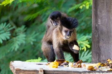 Monkey, capuchin monkey in a rural area in Brazil feeding on fruits, natural light, selective focus.