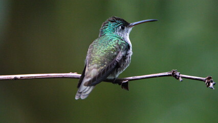 Female green-crowned brilliant (Heliodoxa jacula) perched on a branch in Mindo, Ecuador