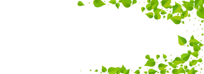 Lime Leaves Herbal Vector Panoramic White