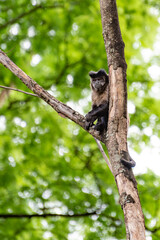 Monkey, capuchin monkey in a woods in Brazil among trees in natural light, selective focus.