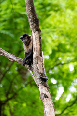 Monkey, capuchin monkey in a woods in Brazil among trees in natural light, selective focus.