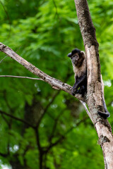 Monkey, capuchin monkey in a woods in Brazil among trees in natural light, selective focus.