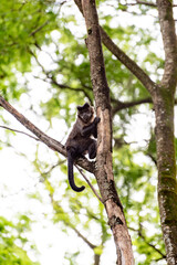 Monkey, capuchin monkey in a woods in Brazil among trees in natural light, selective focus.