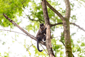 Monkey, capuchin monkey in a woods in Brazil among trees in natural light, selective focus.