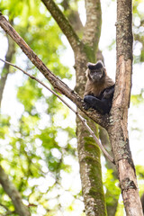 Naklejka na ściany i meble Monkey, capuchin monkey in a woods in Brazil among trees in natural light, selective focus.