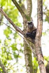 Naklejka na ściany i meble Monkey, capuchin monkey in a woods in Brazil among trees in natural light, selective focus.
