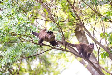 Monkey, capuchin monkey in a woods in Brazil among trees in natural light, selective focus.