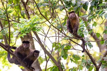 Monkey, capuchin monkey in a woods in Brazil among trees in natural light, selective focus.