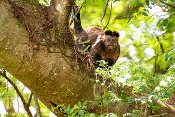 Monkey, capuchin monkey in a woods in Brazil among trees in natural light, selective focus.