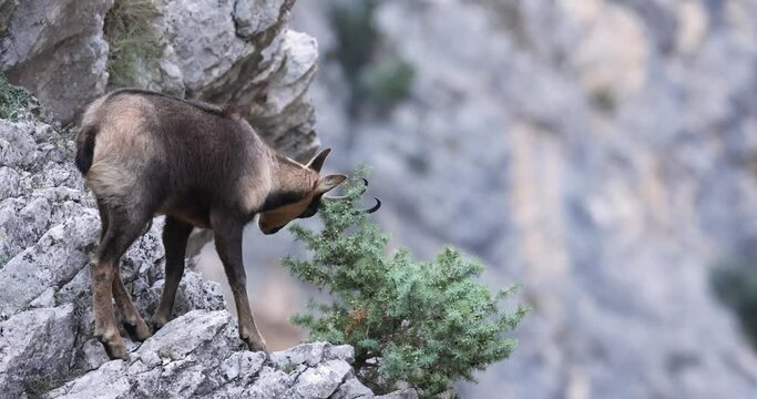 Apennine chamois in Majella National Park, Abruzzo, Italy.