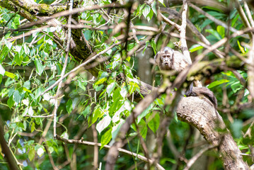 Monkey, capuchin monkey in a woods in Brazil among trees in natural light, selective focus.