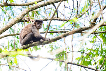 Monkey, capuchin monkey in a woods in Brazil among trees in natural light, selective focus.