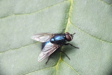 British fly on green plant leaf