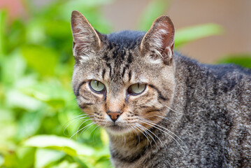Cat, beautiful and lazy striped cat resting in the morning, natural light, selective focus.