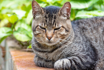 Cat, beautiful and lazy striped cat resting in the morning, natural light, selective focus.