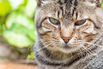 Cat, beautiful and lazy striped cat resting in the morning, natural light, selective focus.