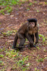 Monkey, capuchin monkey in a rural area in Brazil loose on the ground, natural light, selective focus.