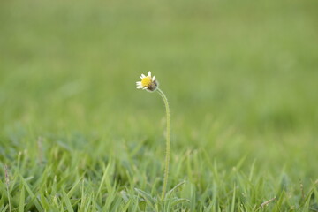 daisy flower in grass