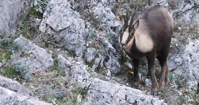 Apennine chamois in Majella National Park, Abruzzo, Italy.