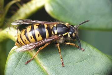 British wasp