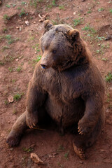 sitting brown bear seen from a different perspective