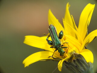 Oedemera nobilis, also known as the false oil beetle, thick-legged flower beetle
