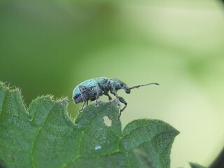 Macro of Phyllobius pomaceus beetle on green leaf