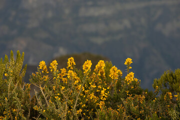 Great yellow flowers in the foreground of a gorgeous hilly landscape. Great portrait photo of the flower.