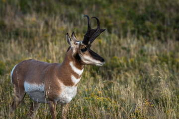 trophy pronghorn antelope portrait