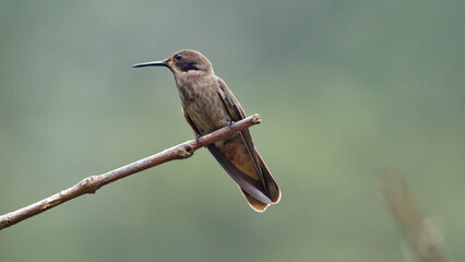 Brown violetear (Colibri delphinae) hummingbird perched ona  branch in Mindo, Ecuador - obrazy, fototapety, plakaty