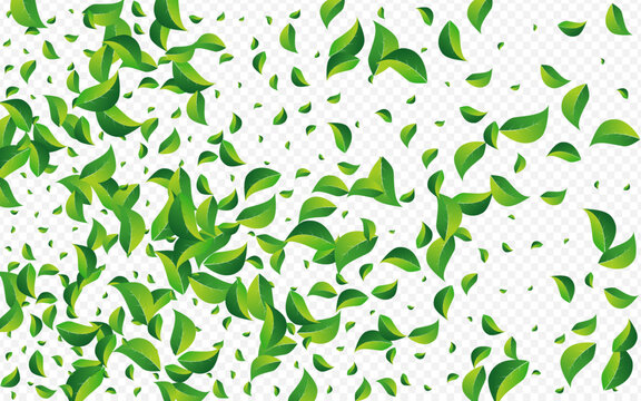 Lime Leaves Transparent Vector Transparent