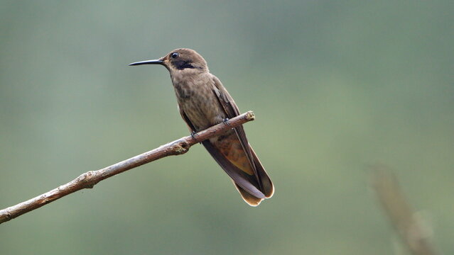 Brown violetear (Colibri delphinae) hummingbird perched ona  branch in Mindo, Ecuador